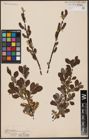 Foto von Salix aurita L.